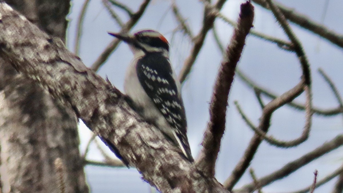 Hairy Woodpecker - ML646612715