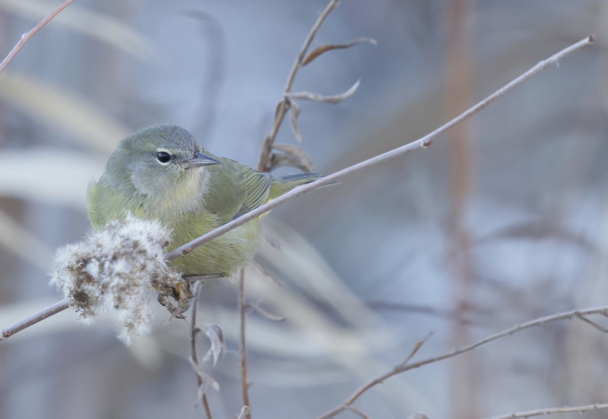 Рыжешапочная древесница - ML646612718