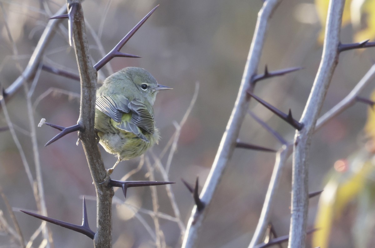 Рыжешапочная древесница - ML646612719