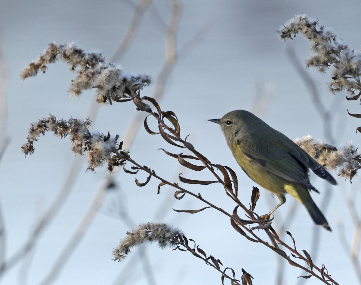 Рыжешапочная древесница - ML646612722