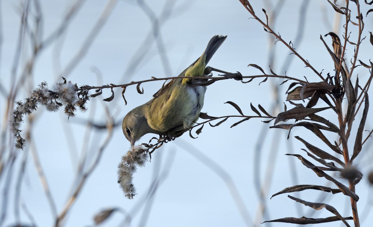 Рыжешапочная древесница - ML646612723