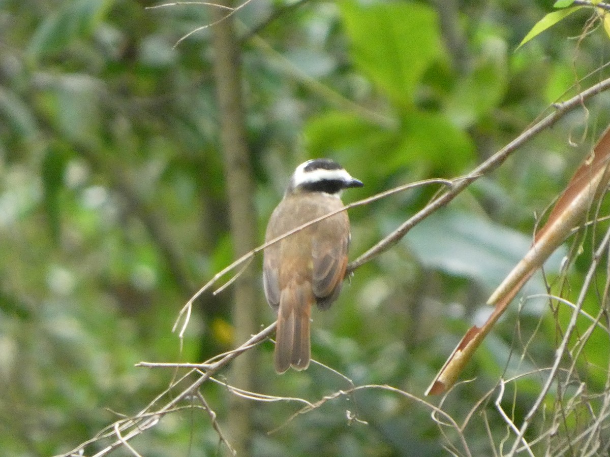 Great Kiskadee - ML646612725