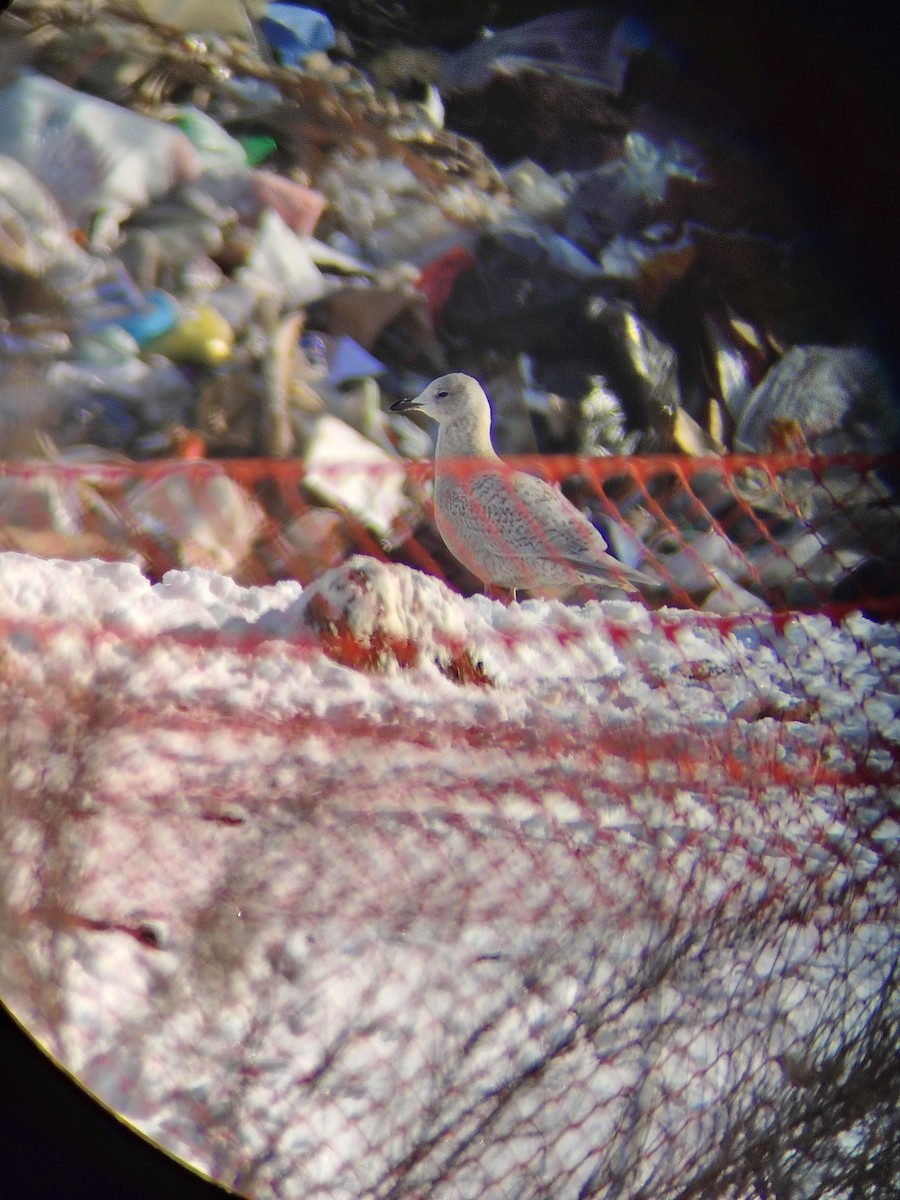 Iceland Gull - ML646612728