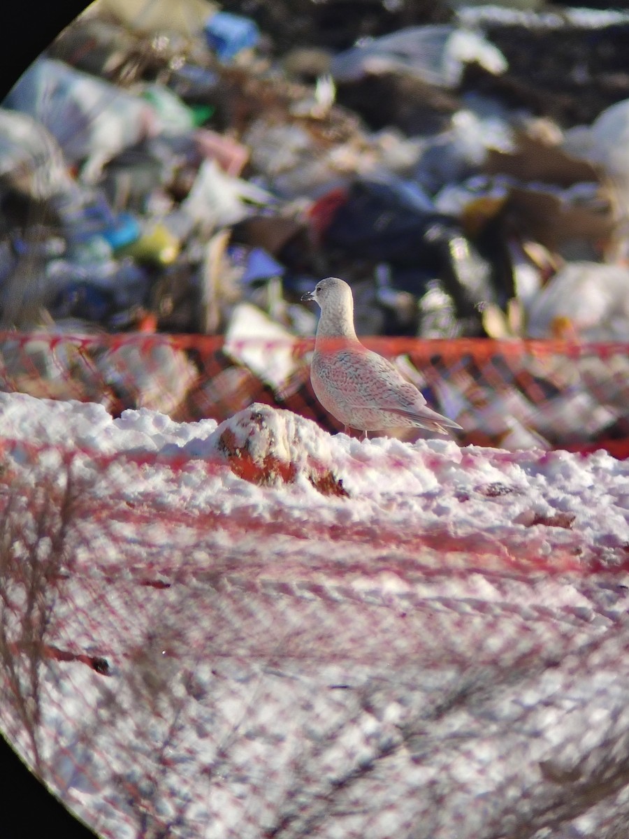Iceland Gull - ML646612729