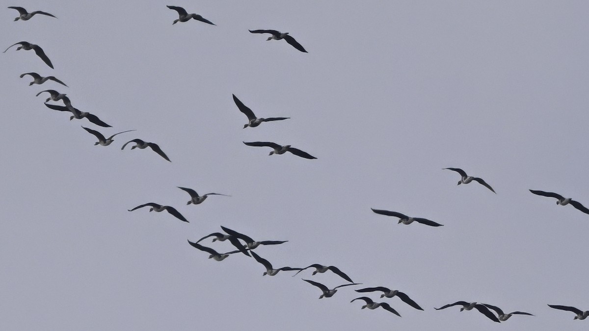 Blässgans - ML646612730