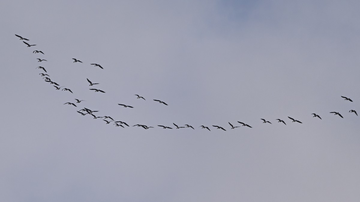 Blässgans - ML646612731