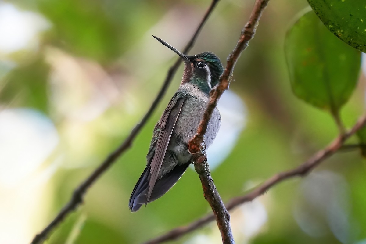 Purple-throated Mountain-gem - ML646612737