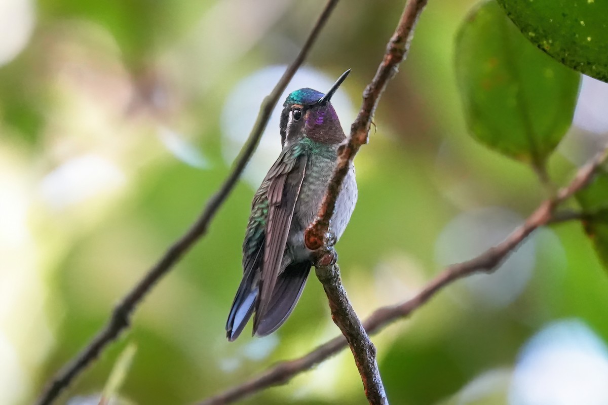 Purple-throated Mountain-gem - ML646612738