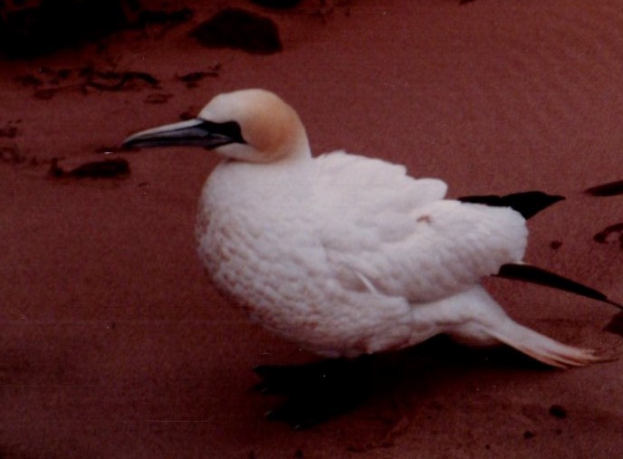 Northern Gannet - ML646612739