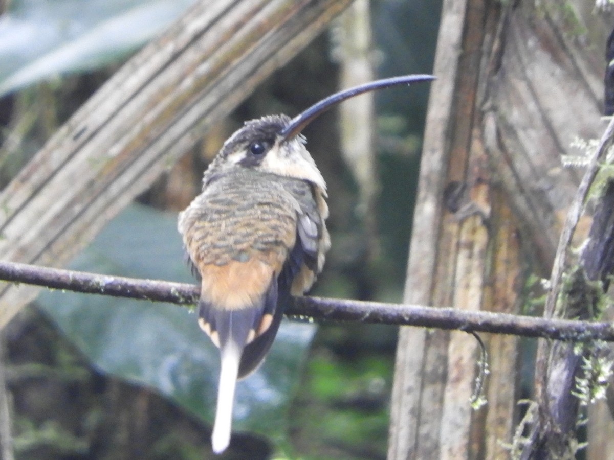 Tawny-bellied Hermit - ML646612741