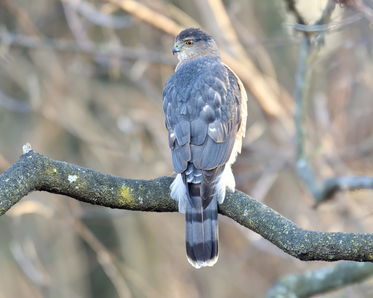 Cooper's Hawk - ML646612742