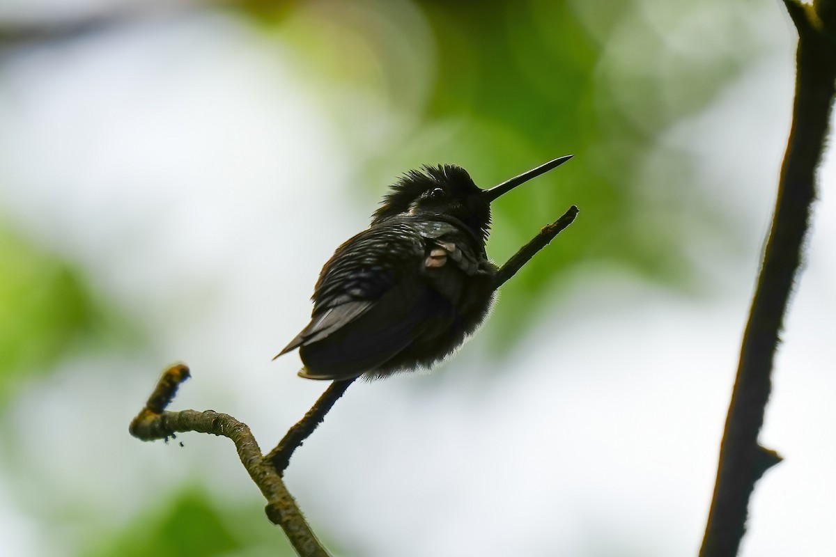 Purple-throated Mountain-gem - ML646612743