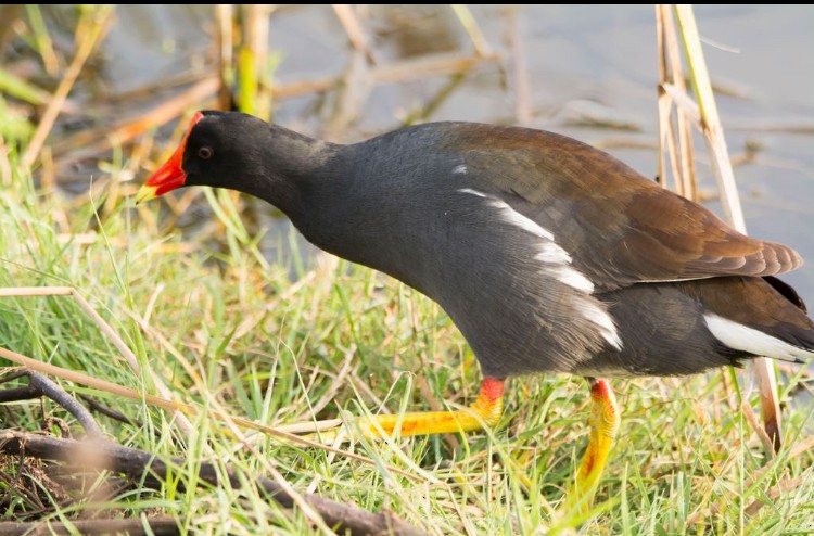 סופית אמריקנית - ML646612744