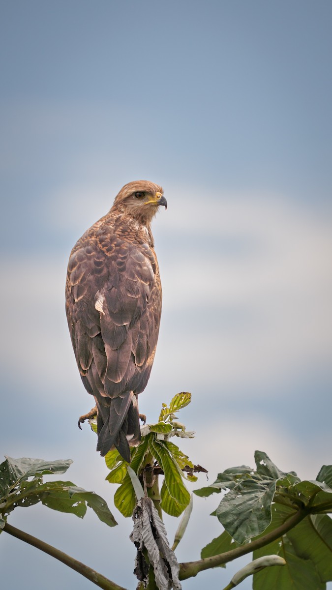 káně savanová - ML646612745