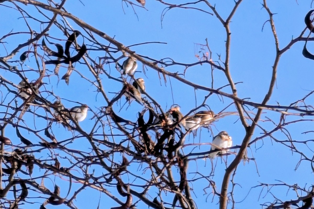 Snow Bunting - ML646612752