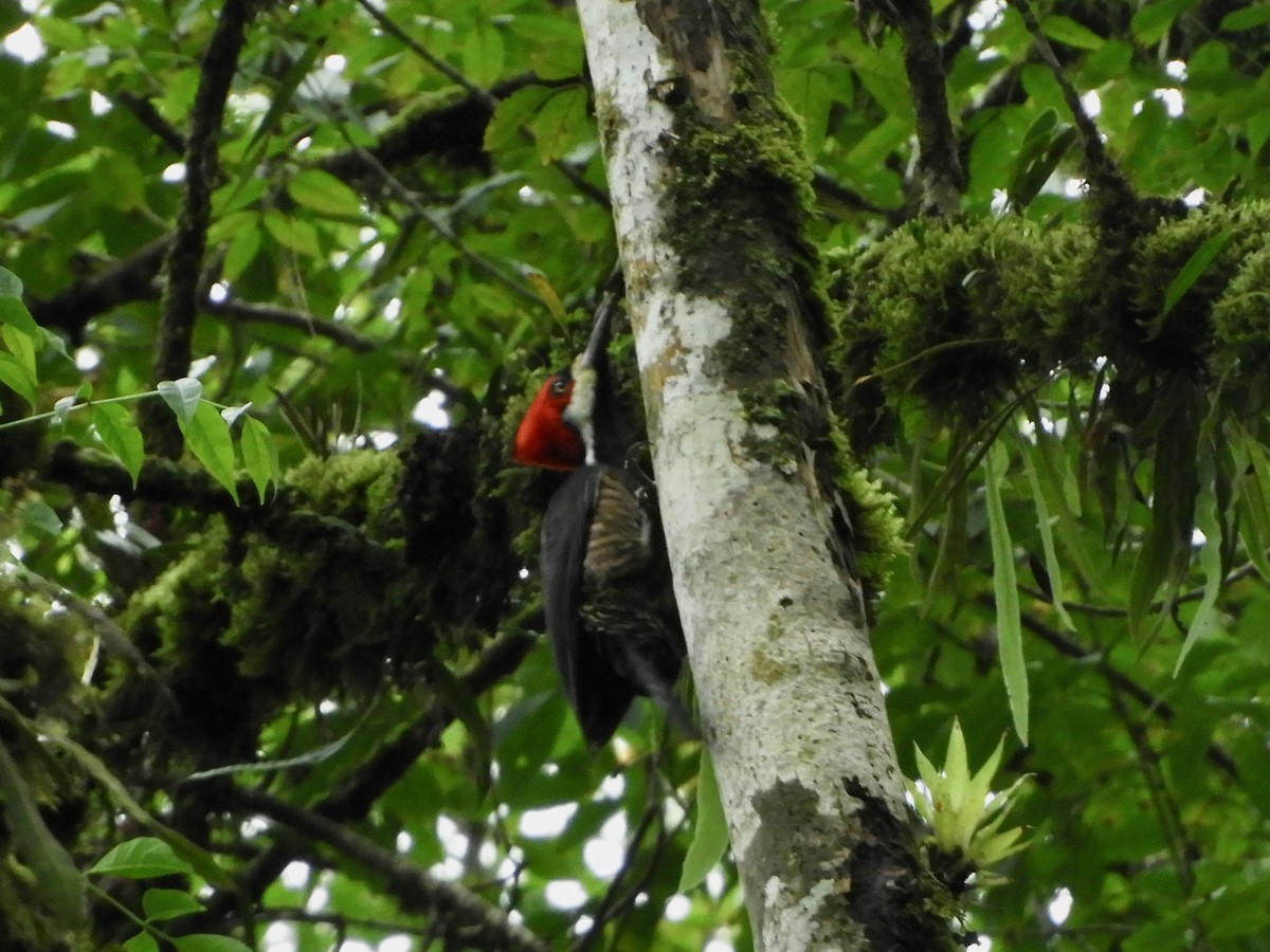Picamaderos Barbinegro - ML646612753