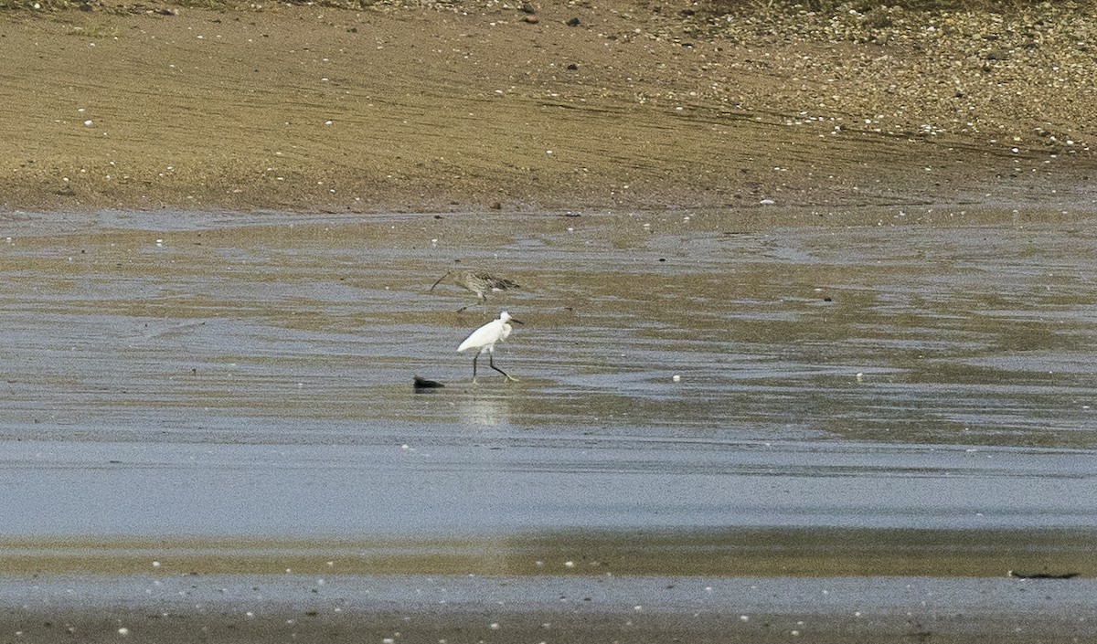 Хурган дэглий - ML646612754