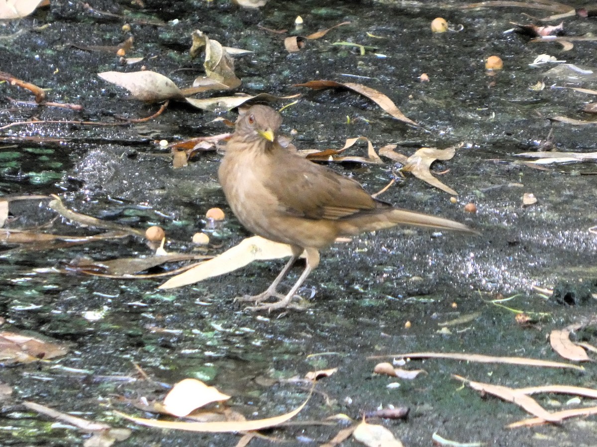 Clay-colored Thrush - ML646612756