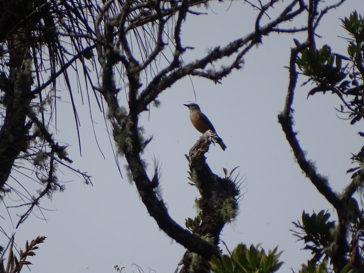 Streak-throated Bush-Tyrant - ML646612758