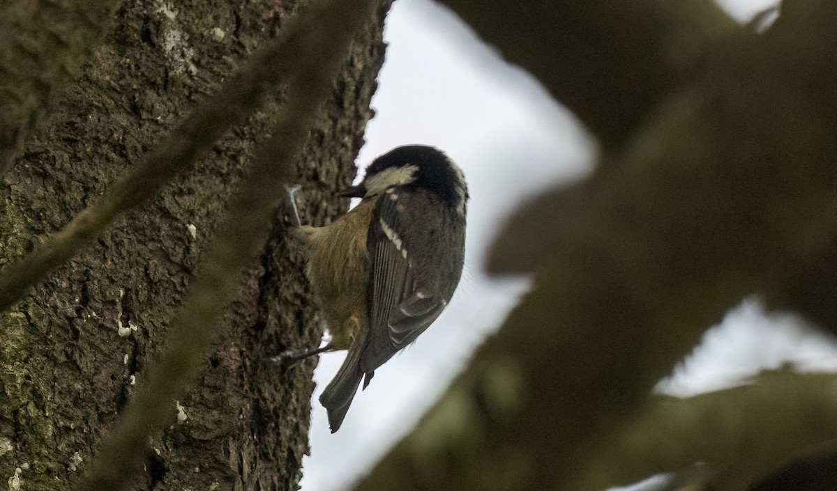 Өдөрч хөх бух - ML646612759