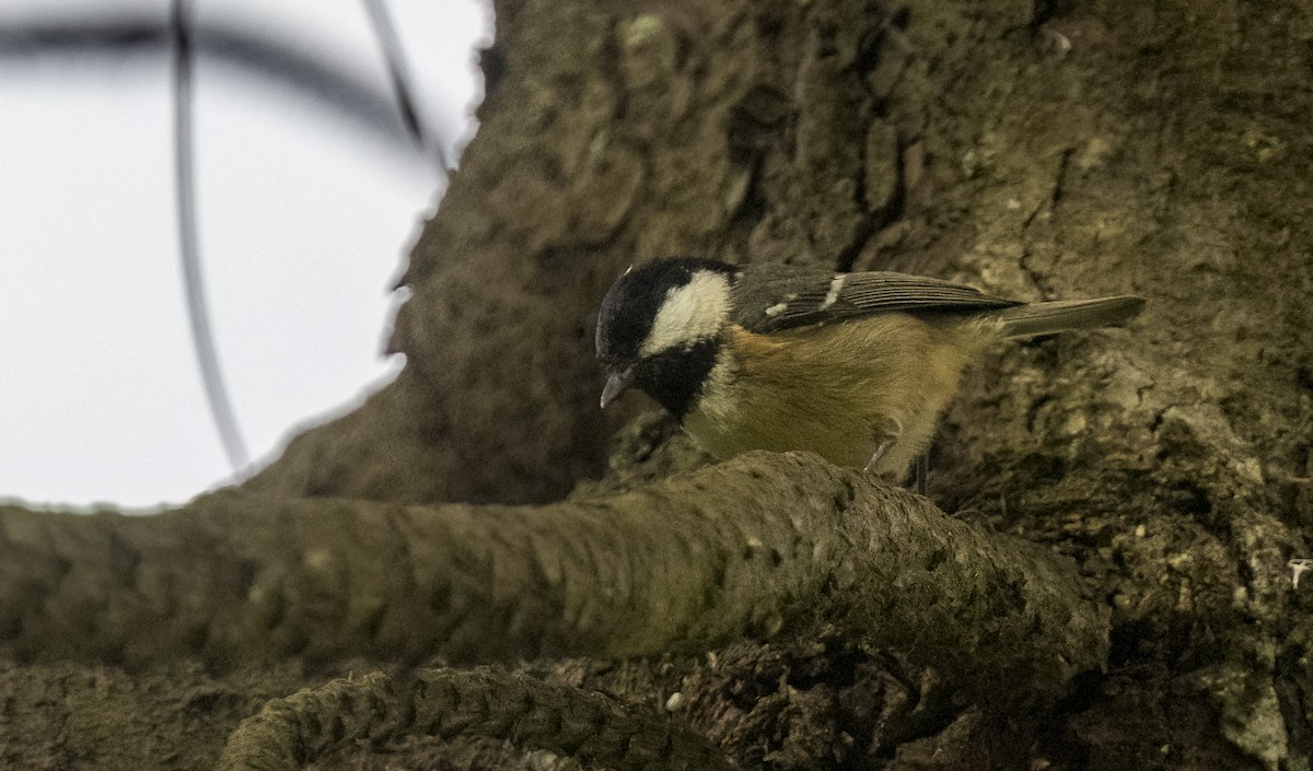 Өдөрч хөх бух - ML646612760