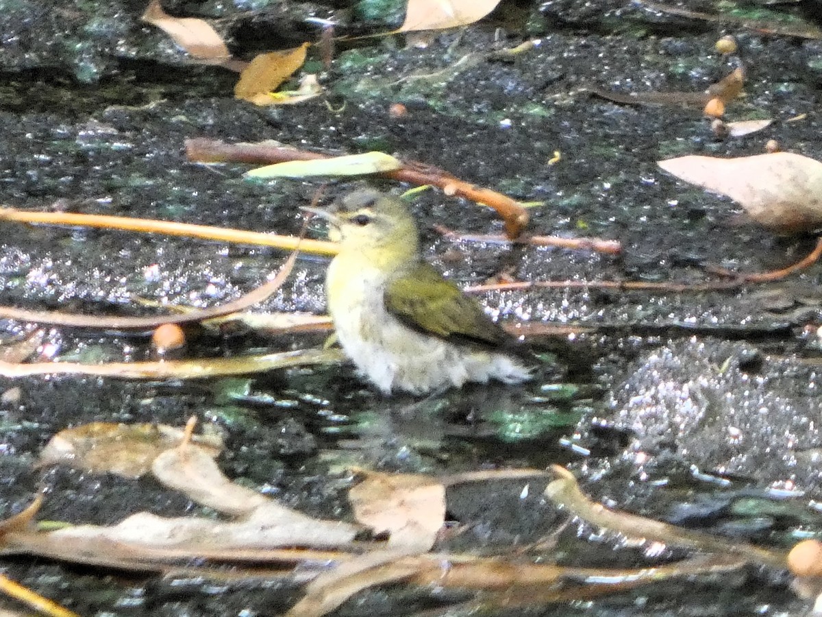 Tennessee Warbler - ML646612761