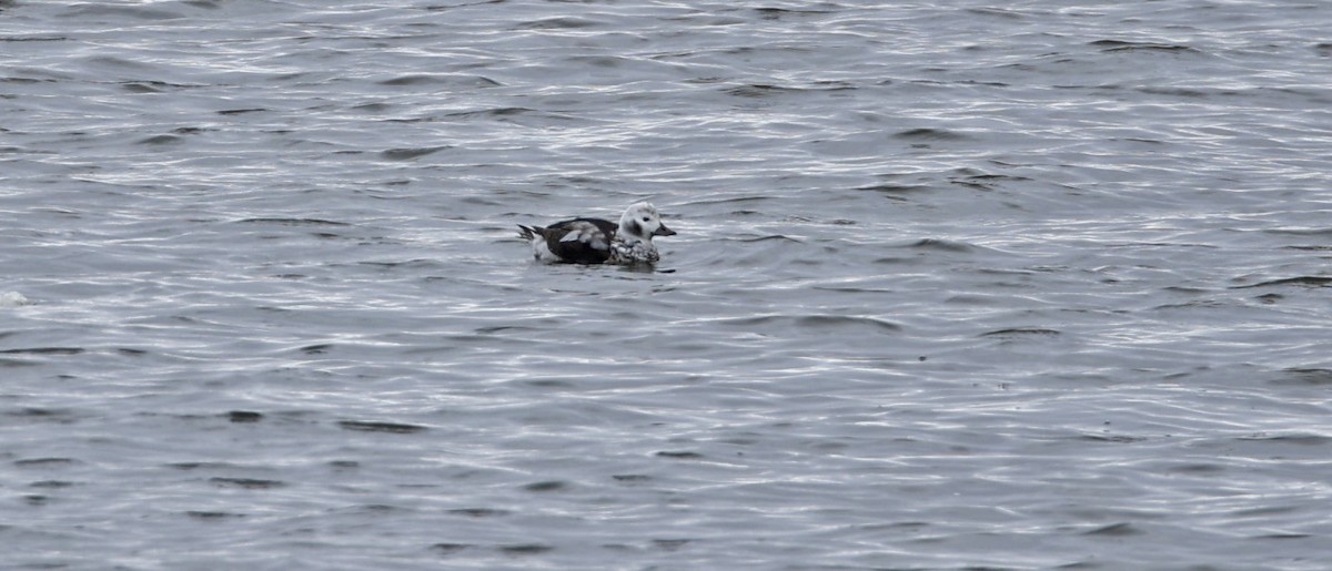 Long-tailed Duck - ML646612762