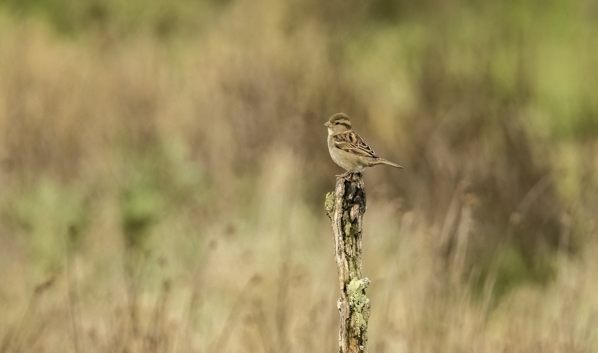 Оронгийн бор шувуу - ML646612764