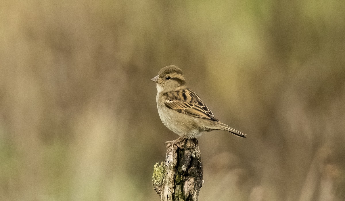 Оронгийн бор шувуу - ML646612765