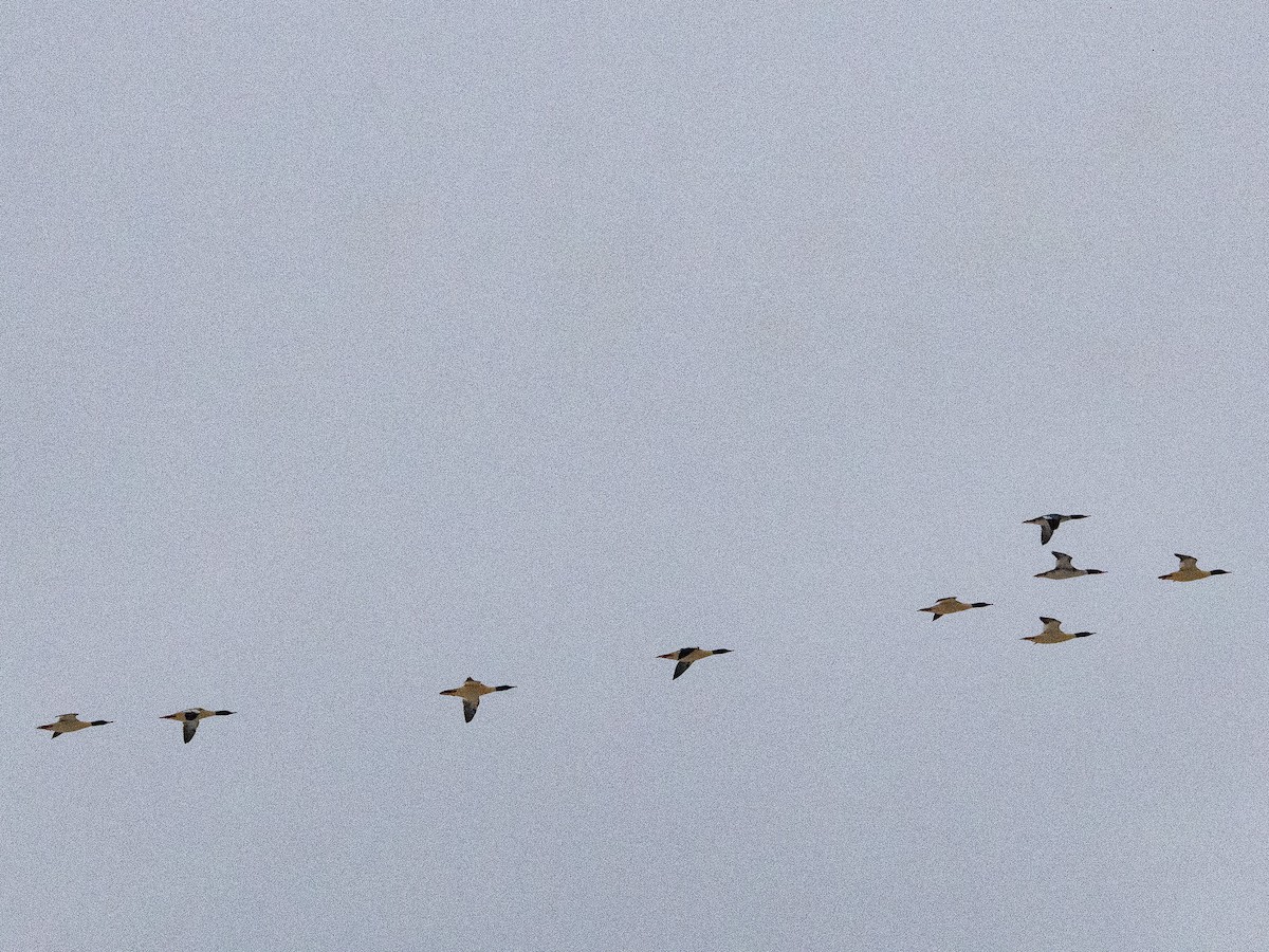 Common Merganser - ML646612767