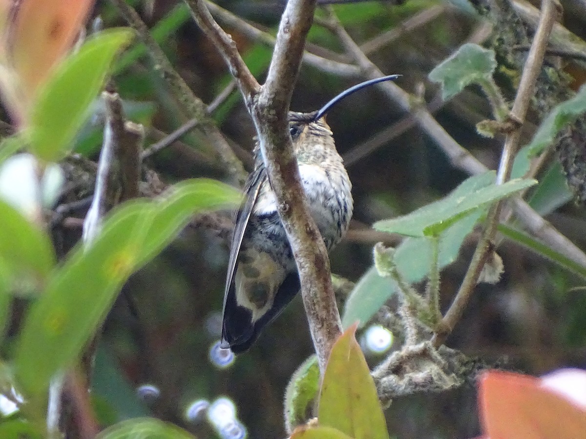 Mountain Velvetbreast - ML646612768