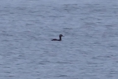 Red-necked Grebe - ML646612771