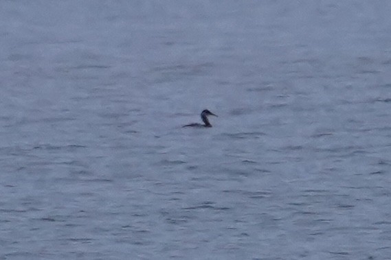 Red-necked Grebe - ML646612772