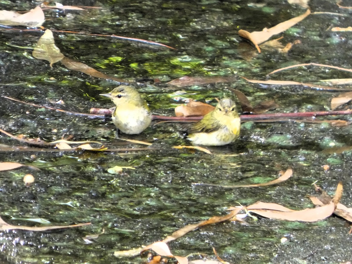 Tennessee Warbler - ML646612773