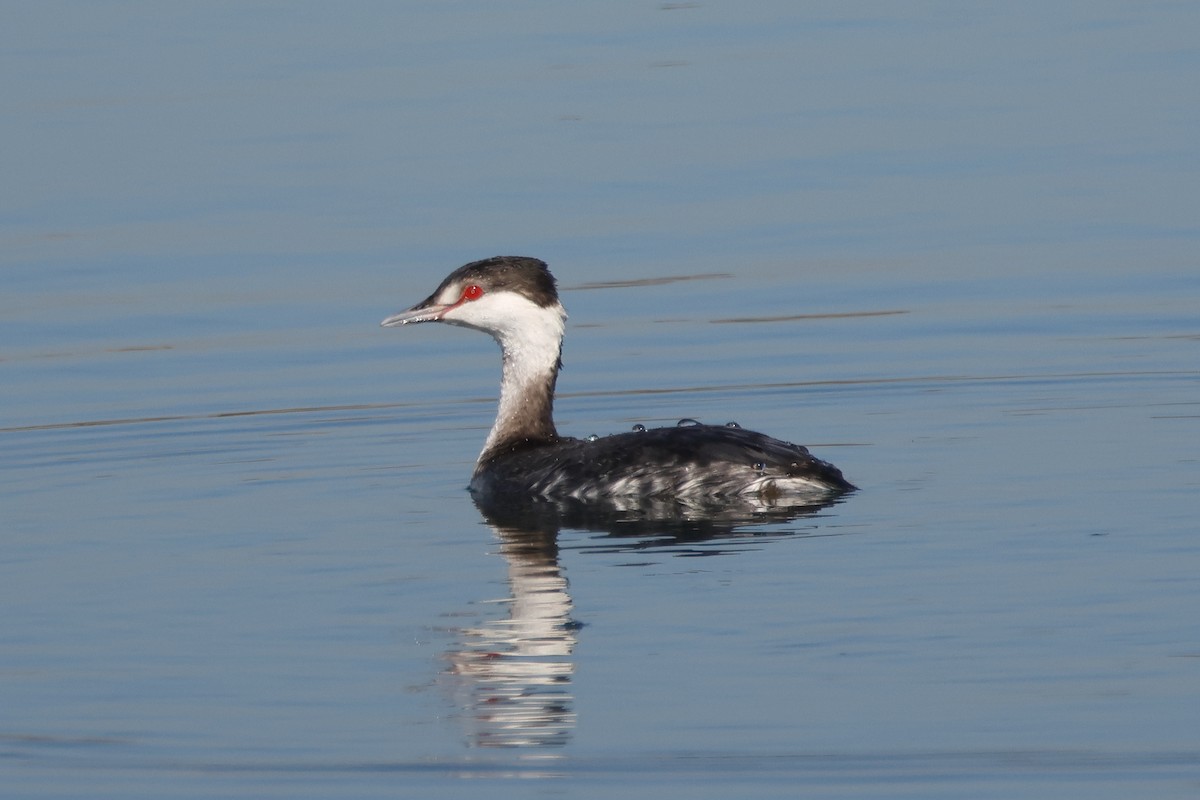 ミミカイツブリ - ML646612775