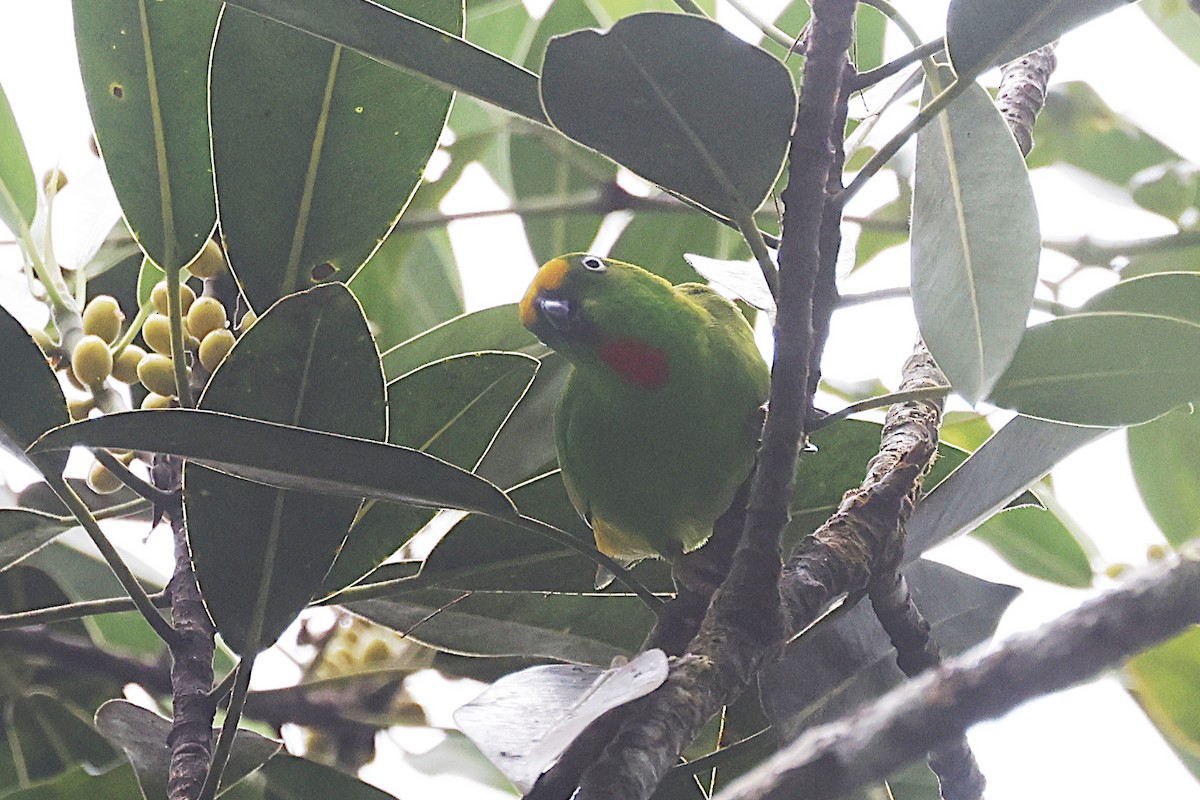 Кориліс золотолобий - ML646612776