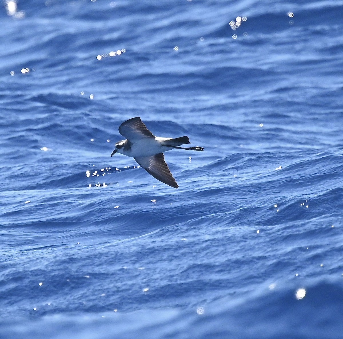 Weißgesicht-Sturmschwalbe - ML646612779