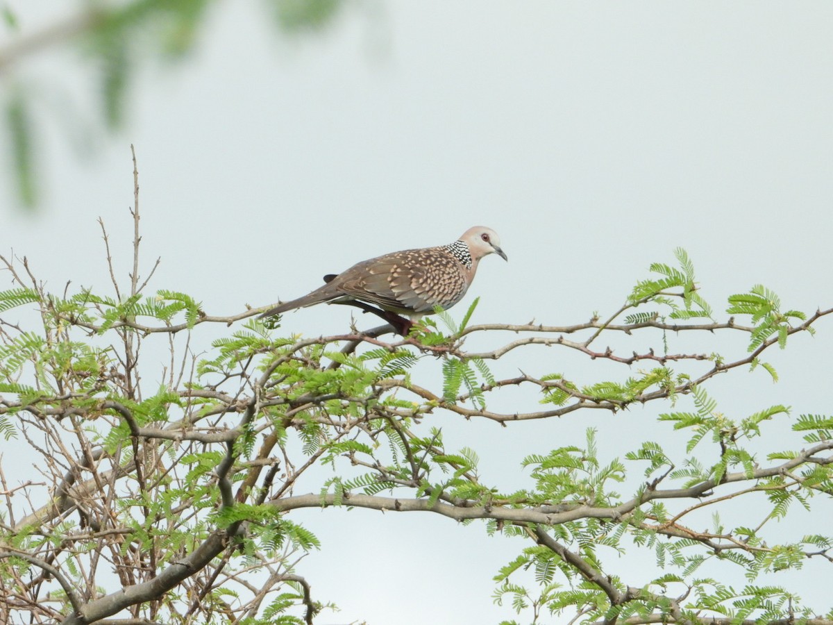 Spotted Dove - ML646612780