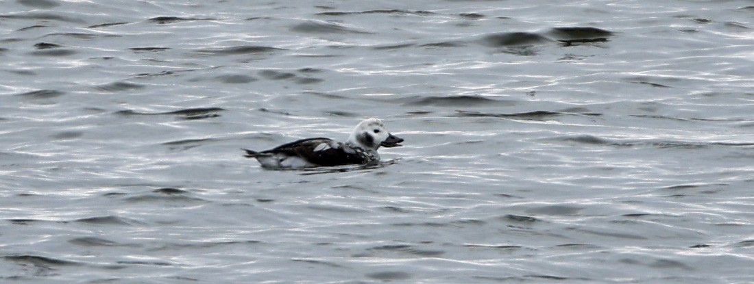 Long-tailed Duck - ML646612781