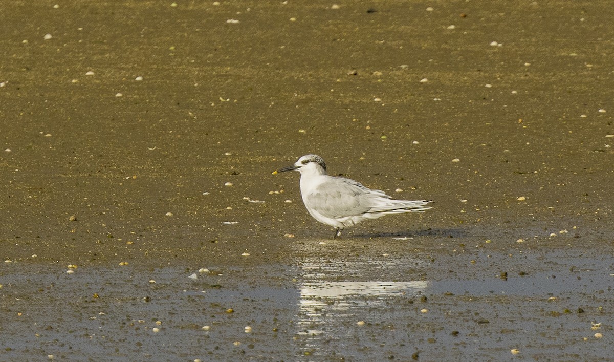 Sandwich Tern - ML646612782
