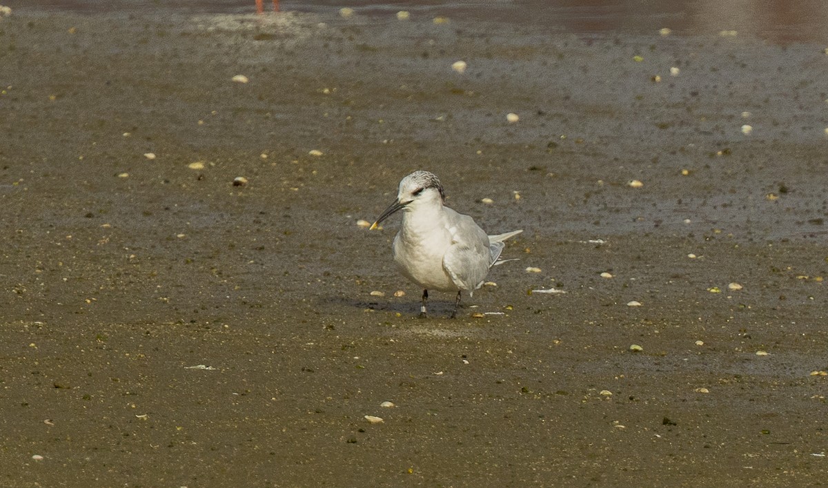 Sandwich Tern - ML646612784