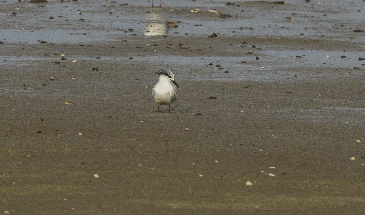 Sandwich Tern - ML646612786
