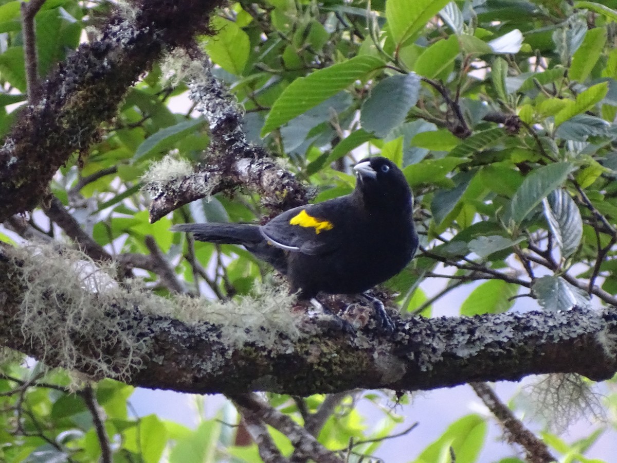 Mountain Cacique - ML646612787