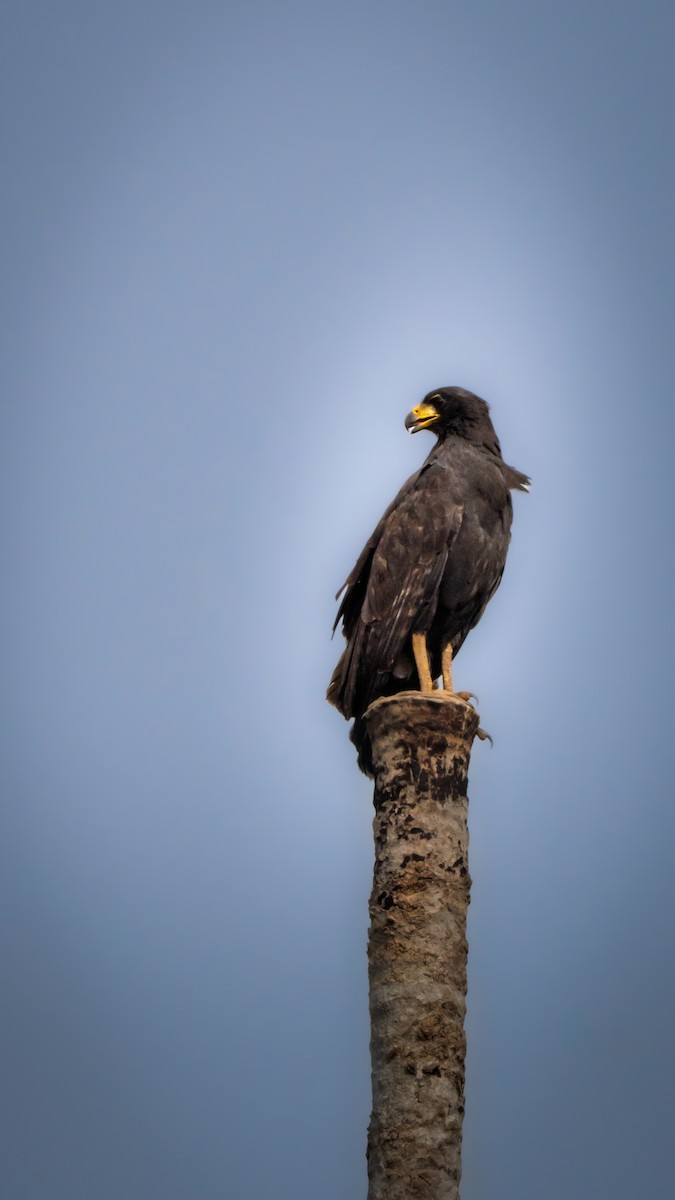 Great Black Hawk - ML646612791