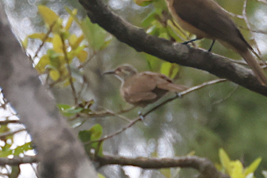 Медолюб вохристий - ML646612794