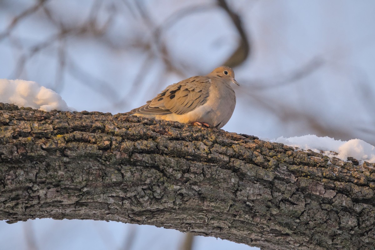 hrdlička karolínská - ML646612797