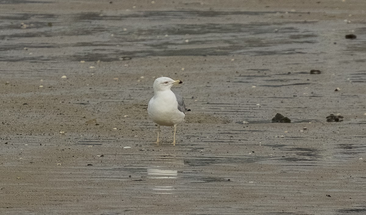 Yellow-legged Gull - ML646612799