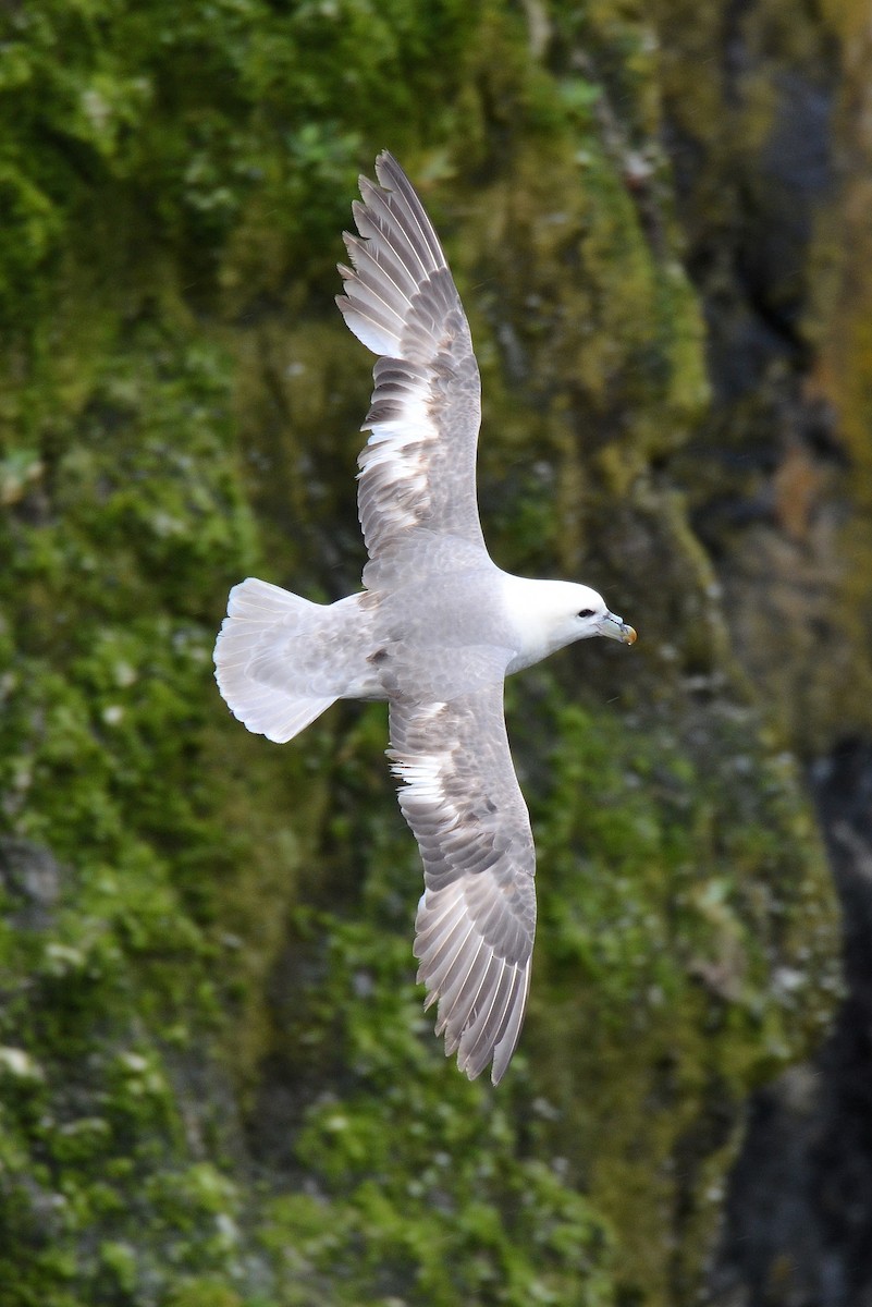 Northern Fulmar - ML646612800