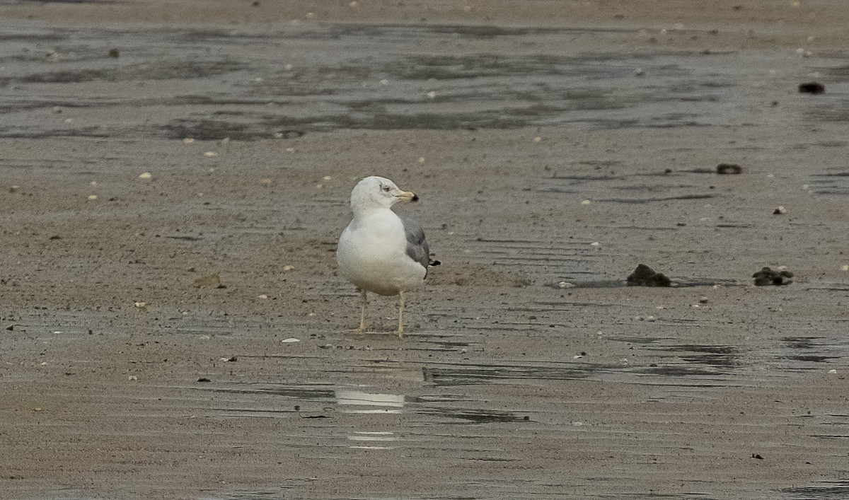 Yellow-legged Gull - ML646612801
