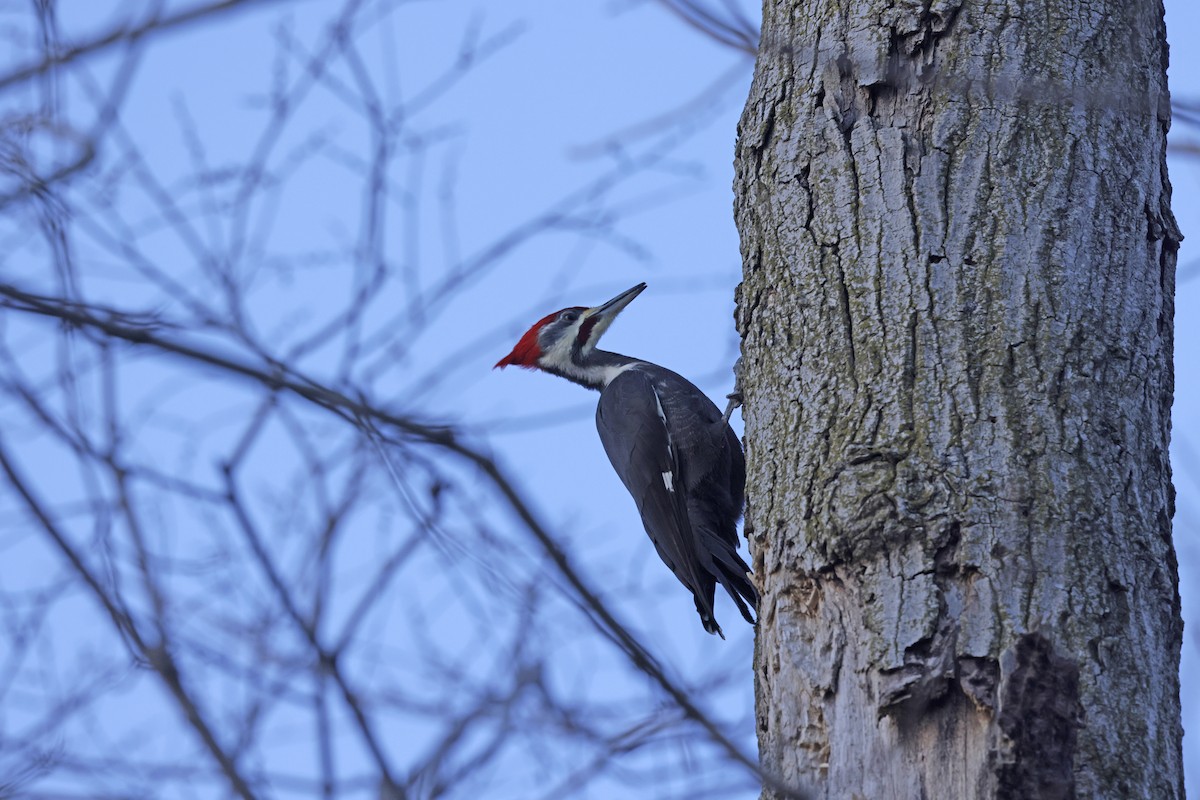 Хохлатая желна - ML646612802